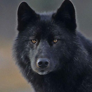 Clã dos Lobos — grupo Telegram