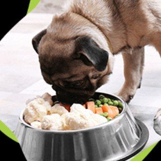 Curso de Alimentação Natural para Pets — grupo Telegram