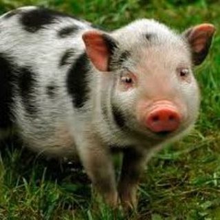 Porco sujo🌈👍💦💦💦 — grupo Telegram