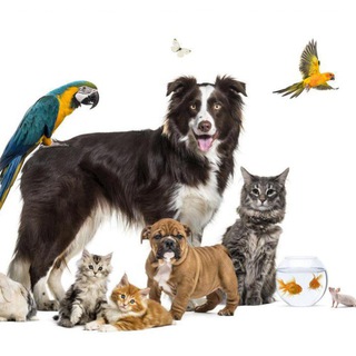 Produto Pet Shop — grupo Telegram