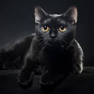 gato preto comedias — grupo Telegram