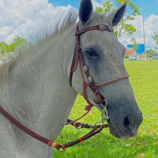 vida no campo / vaquejada 🐴 — grupo Telegram